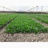 Продам фасовану зелень рукола шпінат татцой біета