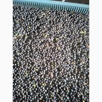 Ялівець ягоди можжевельник