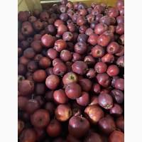 Яблука Голден Делішес, Фуджі, Грені Сміт, Ред Делішес