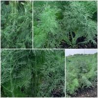 Продам кріп