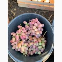 Куплю оптом столовый виноград