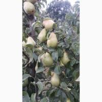 Продам грушу Талгарку. Ноябрську. Киргизку
