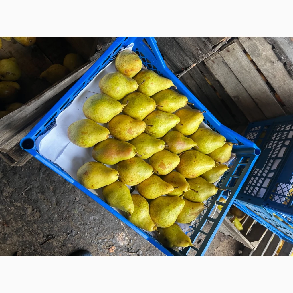 Фото 4. Продам грушу Талгарку. Ноябрську. Киргизку