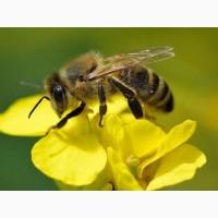 Продам бджолині сім#039;ї