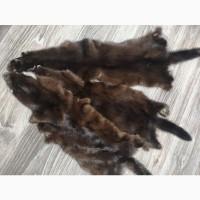 Продам шкуры дикой норки