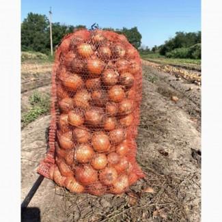 Продам Лук медуза