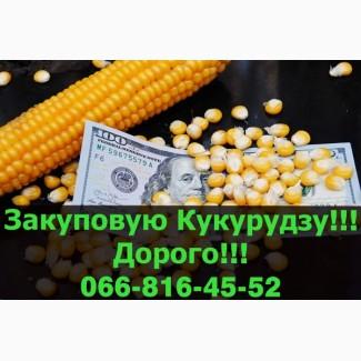 Придбаю Кукурудзу у необмежених обсягах!Наявні великі контракти!Оплата на вагах