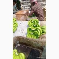 Продам банани від постачальника з 20 тонн. Банани в Україні