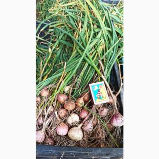 Продам Однозубку Воздушку часнику Любаша, Дюшес