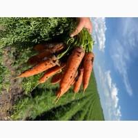 Продам Моркву Великий обʼєм