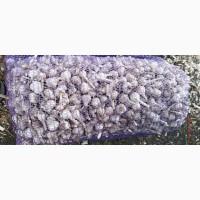 Часник різної якості для переробки