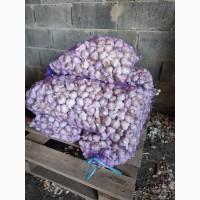 Продам часник Любаша 2 репродукція