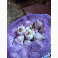 Продам часник Любаша 2 репродукція