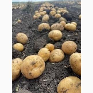 Насіннєва картопля Рів’єра Чернігівська область купити якісну, роздріб від 10 кг