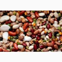 Купуємо квасолю переробку різних сортів ОПТ