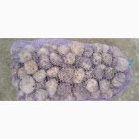 Продам товарну картоплю оптом в великих об’ємах від 20 тонн