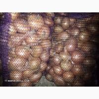 Продам цибулю вирощену на власному городі