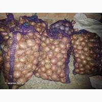 Продам цибулю вирощену на власному городі