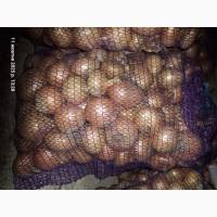 Продам цибулю вирощену на власному городі