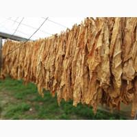 Продам листя тютюну