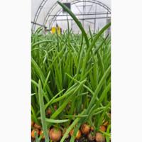 Зелена цибуля (перо)