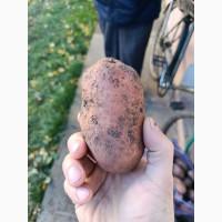 Продам велику картоплю Ред Леді, Тайфун