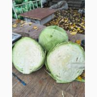 Продам капусту Агресор гурт від 1т по 5 грн/кг, роздріб 10 грн/кг у с. Дмитрівка Новомоск