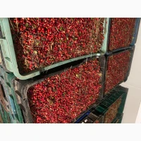 Продам брусницю