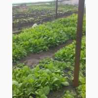 Вирджиния. Рассада