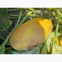 Продам дыню Мазин
