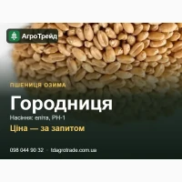 Городниця - озима пшениця ІФРГ НАН: посівне насіння еліта, РН-1