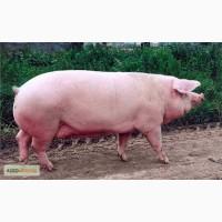 Продам Свинью на мясо
