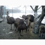 Страусы страусята