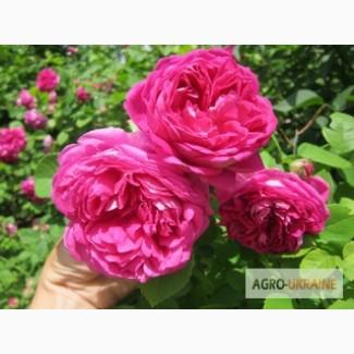 Продам саженцы чайной розы