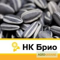 Семена подсолнечника НК Брио, Сингента. самый урожайный гибрид