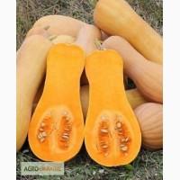 Продам мускатную тыкву Новинка