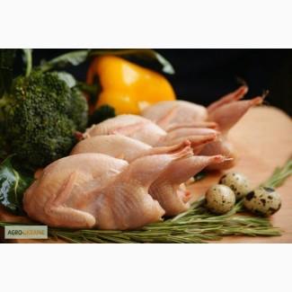 Мясо перепела BIO, фазана и курицы свежее