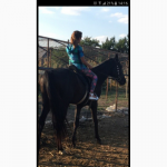 Продам жеребца