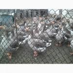 Продам гусиное инкубационное яйцо