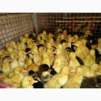 Продам утят подрощенных