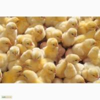Продам КурчатКобб 500