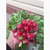 Продам редис. Оптовая и розничная продажа. 12 грн/кг