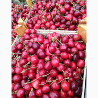 Продам черешню крупноплодную опт