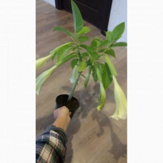 Продам саженец бругмансии