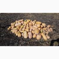 Продам тыкву сортов Мускат де Прованс, Арабатскую и Алтайскую. Все спелые