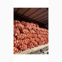 Продам лук сорт Штутгарт и Глобус