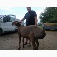 Продам курдючные овцы