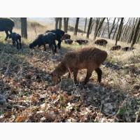 Продам курдючные овцы