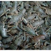 Продам раки опт