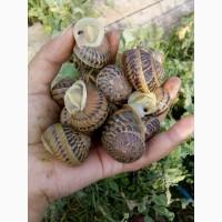 Маточне стадо равлик helix aspersa muller